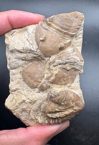 Homotelus trilobite cluster - ,