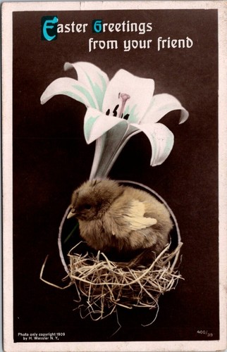 Rppc easter lily chick - rppc,